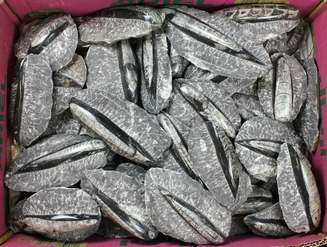 Lot: to Polished Orthoceras Fossils - Pieces #134055